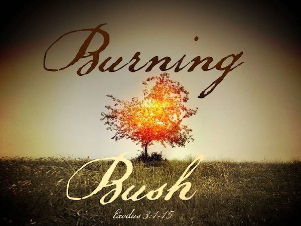 gods-messenger-burning-bush-web